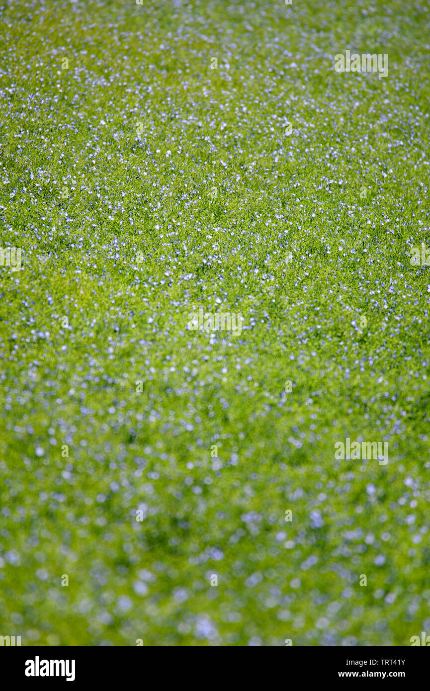 Bereich der Flachs in der Nähe von Wallish Wände, Northumberland, England Stockfoto