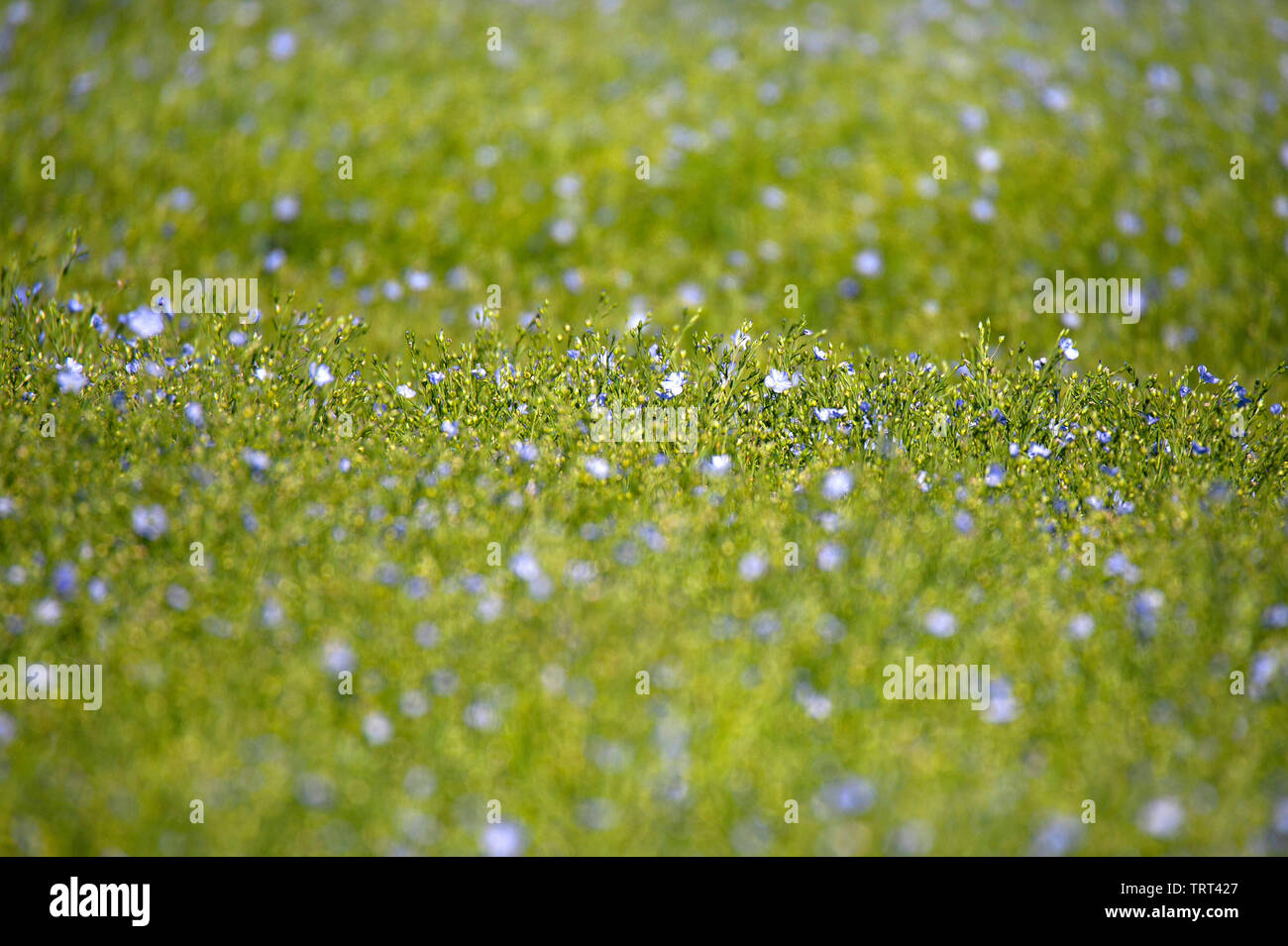 Bereich der Flachs in der Nähe von Wallish Wände, Northumberland, England Stockfoto