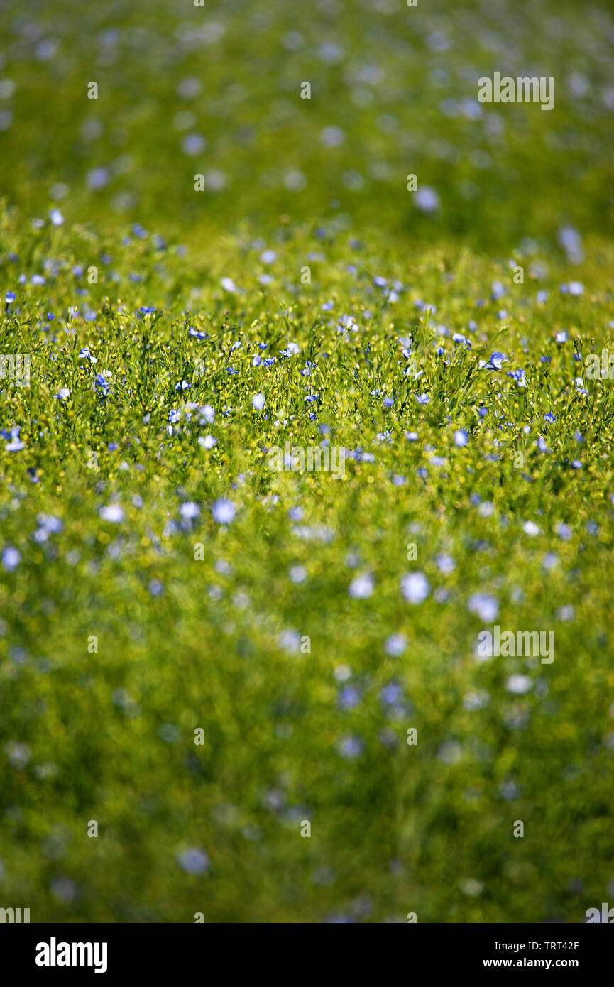 Bereich der Flachs in der Nähe von Wallish Wände, Northumberland, England Stockfoto
