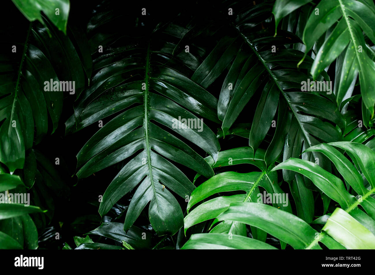 Tropical Rainforest green leaf Bild für Dekoration Stockfoto