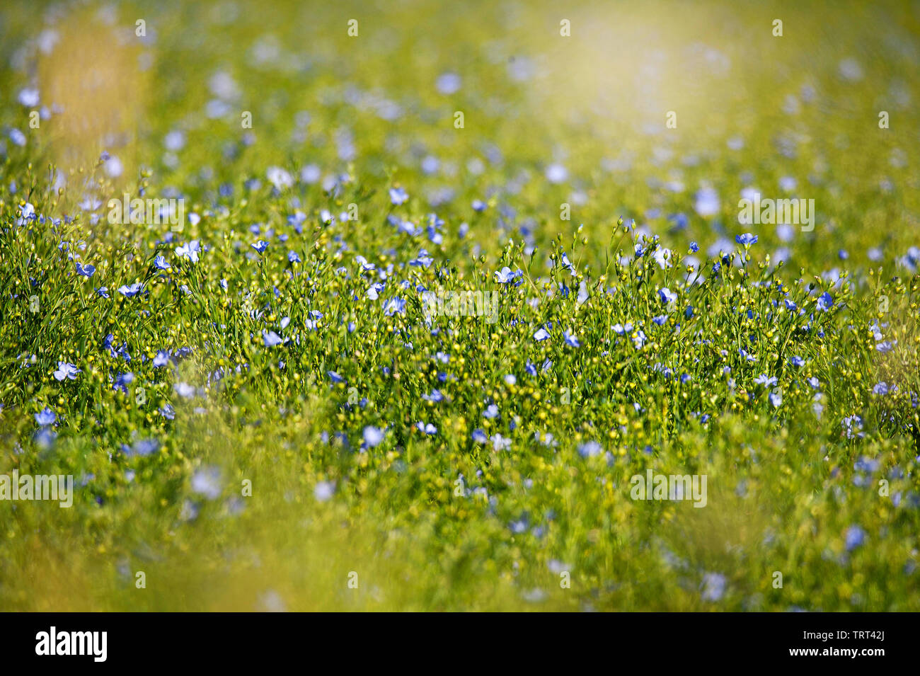 Bereich der Flachs in der Nähe von Wallish Wände, Northumberland, England Stockfoto