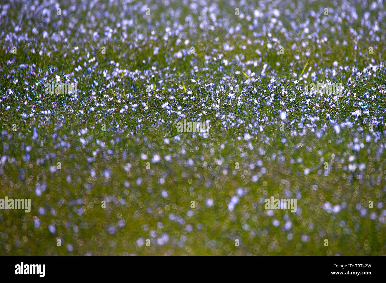 Bereich der Flachs in der Nähe von Wallish Wände, Northumberland, England Stockfoto