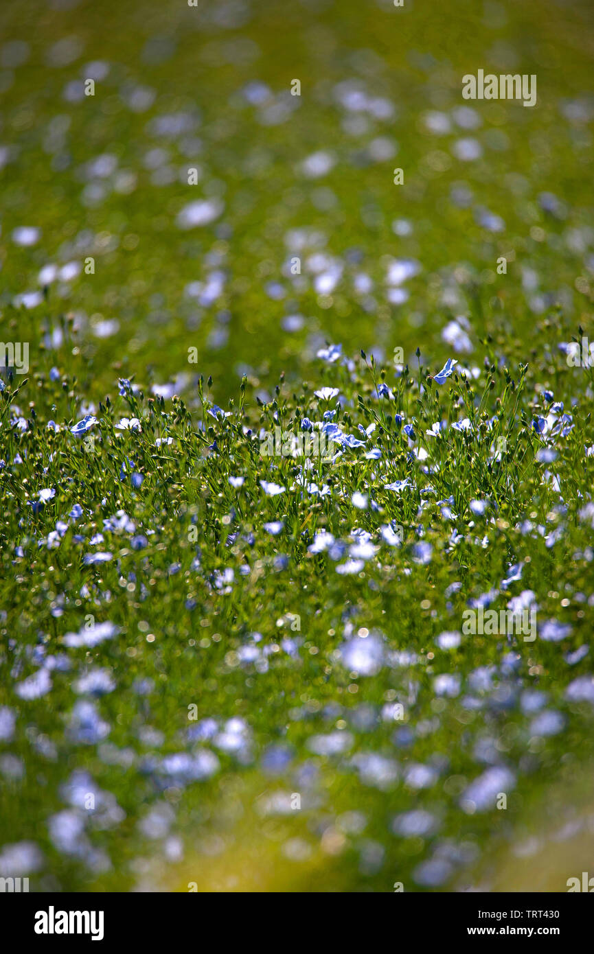 Bereich der Flachs in der Nähe von Wallish Wände, Northumberland, England Stockfoto