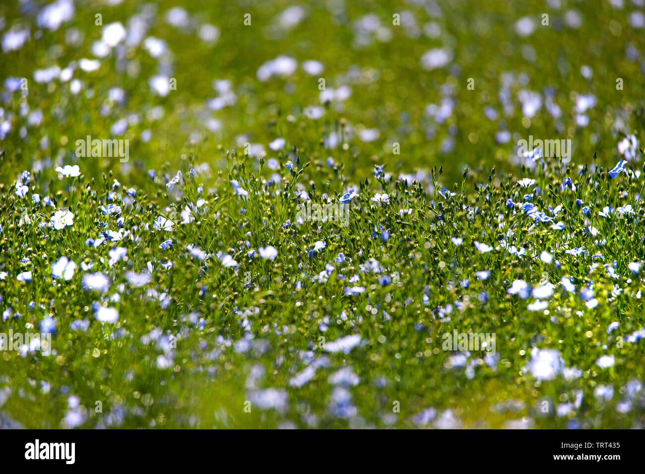 Bereich der Flachs in der Nähe von Wallish Wände, Northumberland, England Stockfoto