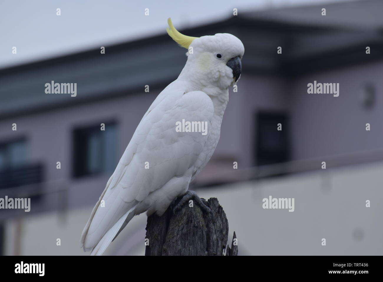 Schwefel-crested Cockatoo Stockfoto