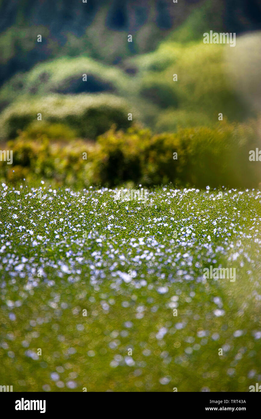 Bereich der Flachs in der Nähe von Wallish Wände, Northumberland, England Stockfoto