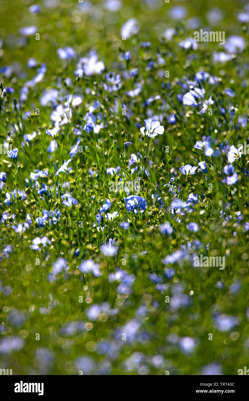 Bereich der Flachs in der Nähe von Wallish Wände, Northumberland, England Stockfoto