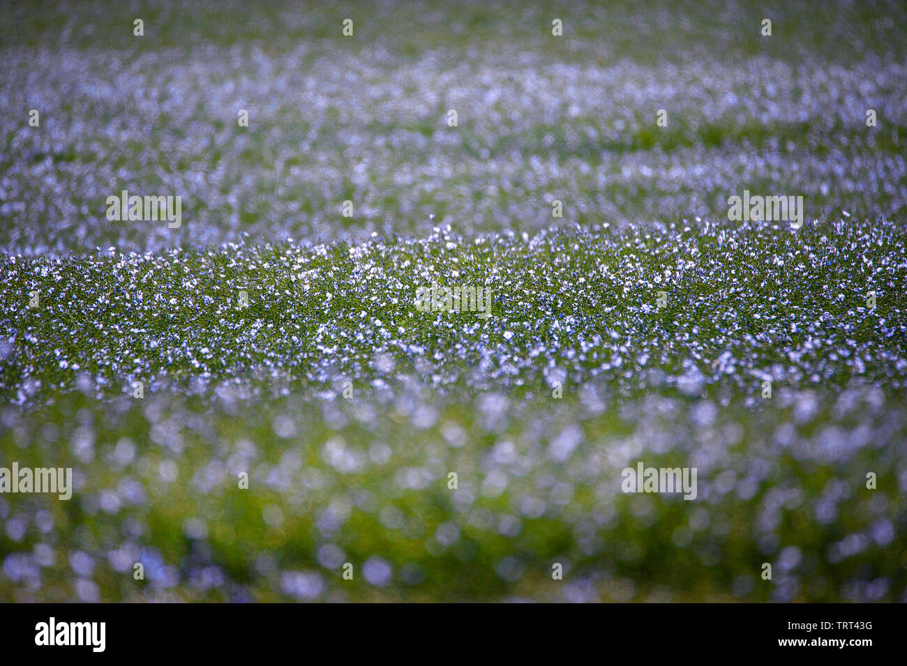 Bereich der Flachs in der Nähe von Wallish Wände, Northumberland, England Stockfoto