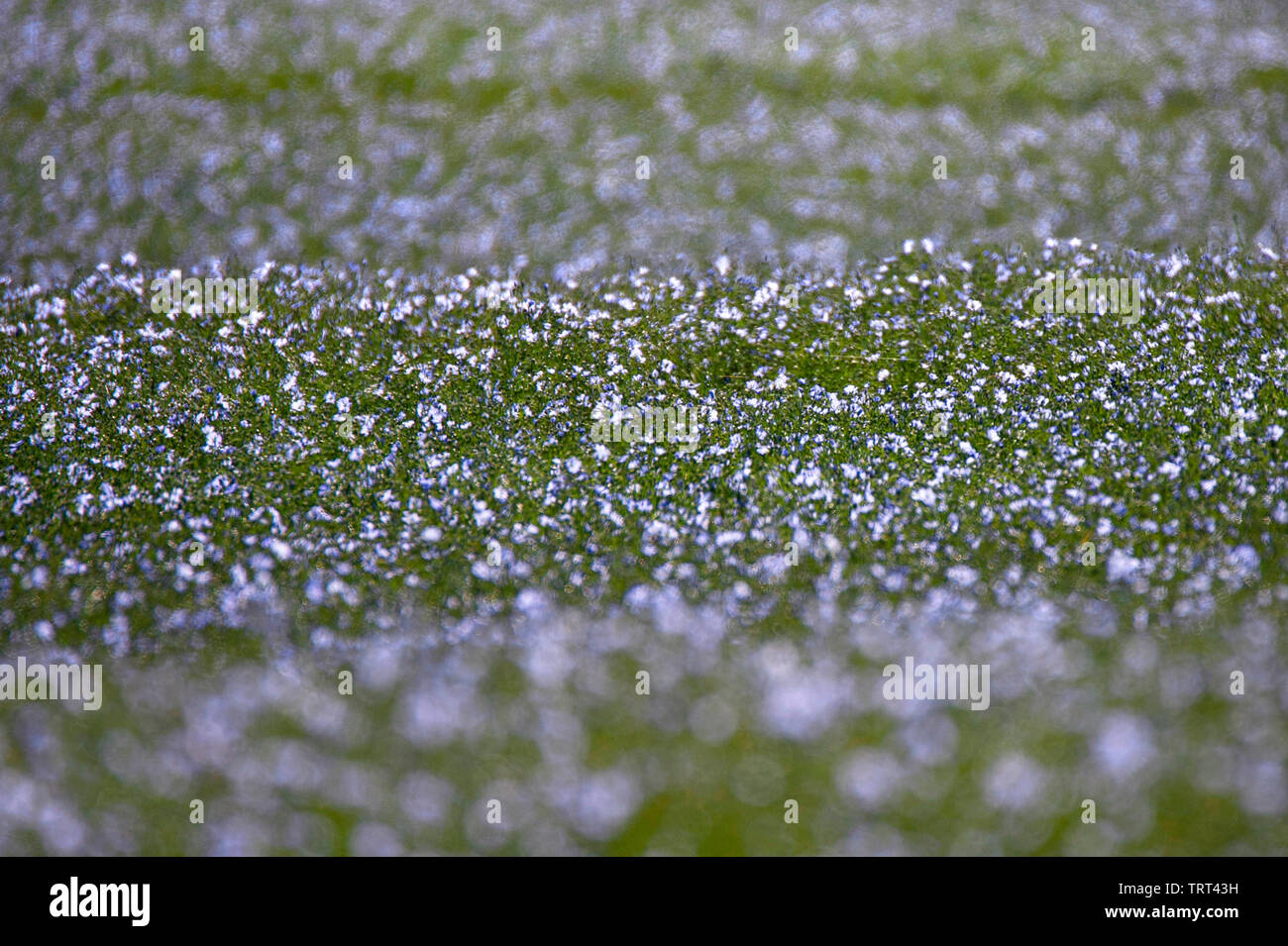 Bereich der Flachs in der Nähe von Wallish Wände, Northumberland, England Stockfoto