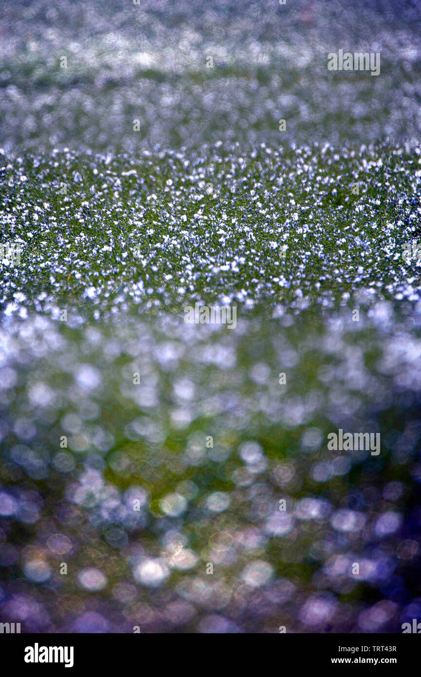 Bereich der Flachs in der Nähe von Wallish Wände, Northumberland, England Stockfoto