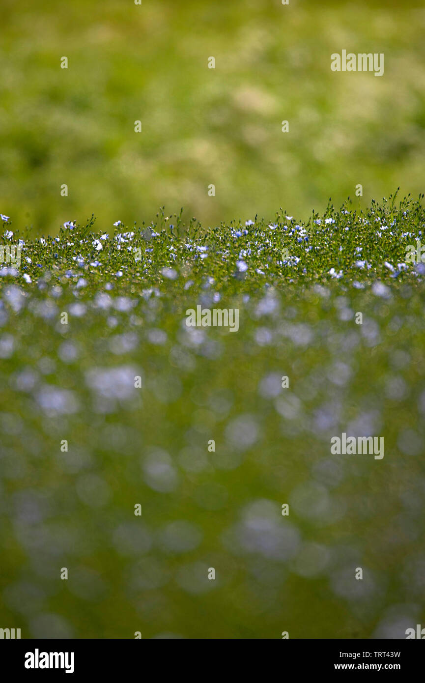 Bereich der Flachs in der Nähe von Wallish Wände, Northumberland, England Stockfoto