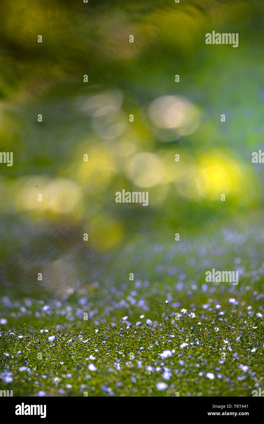 Bereich der Flachs in der Nähe von Wallish Wände, Northumberland, England Stockfoto