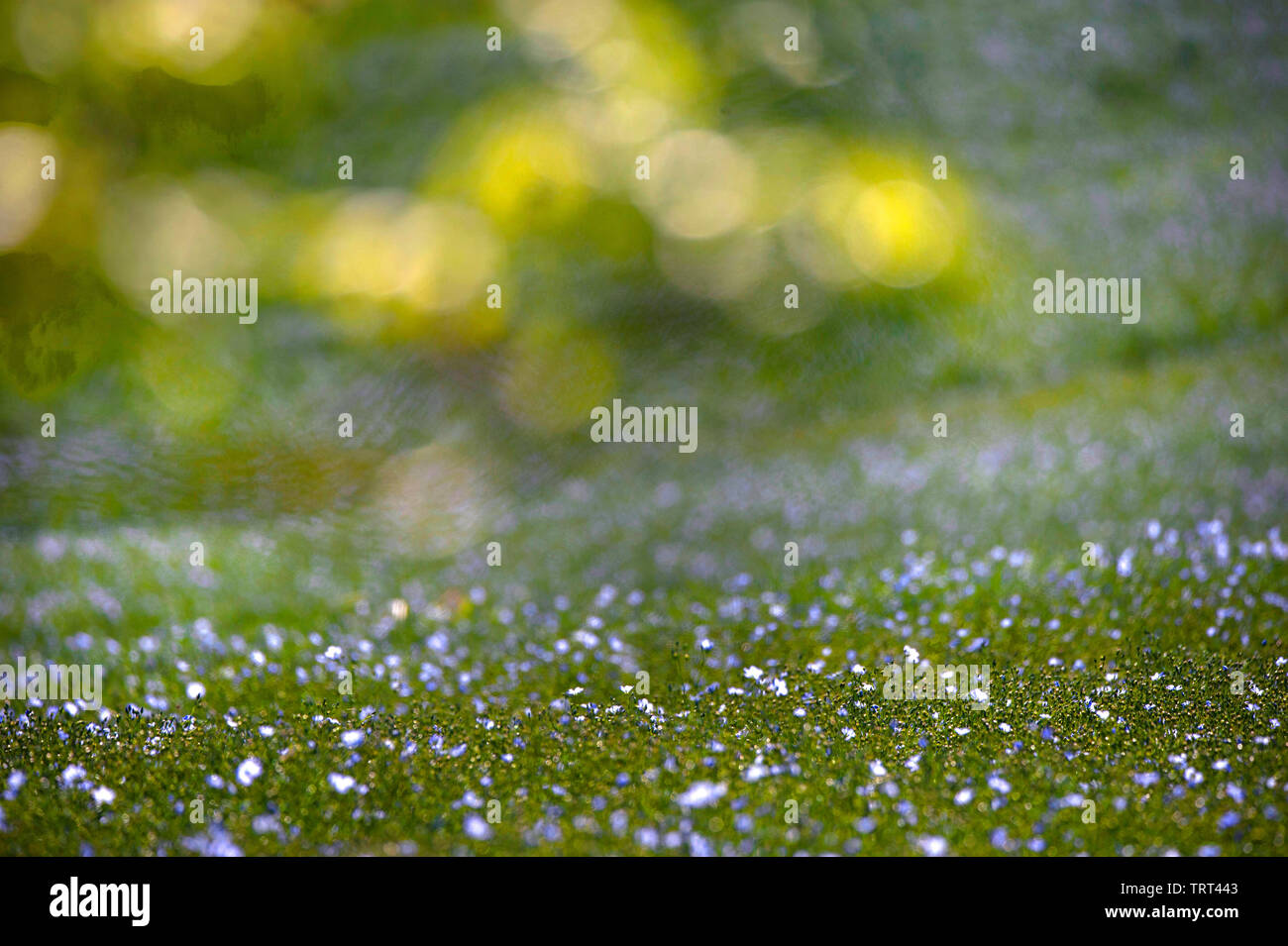 Bereich der Flachs in der Nähe von Wallish Wände, Northumberland, England Stockfoto