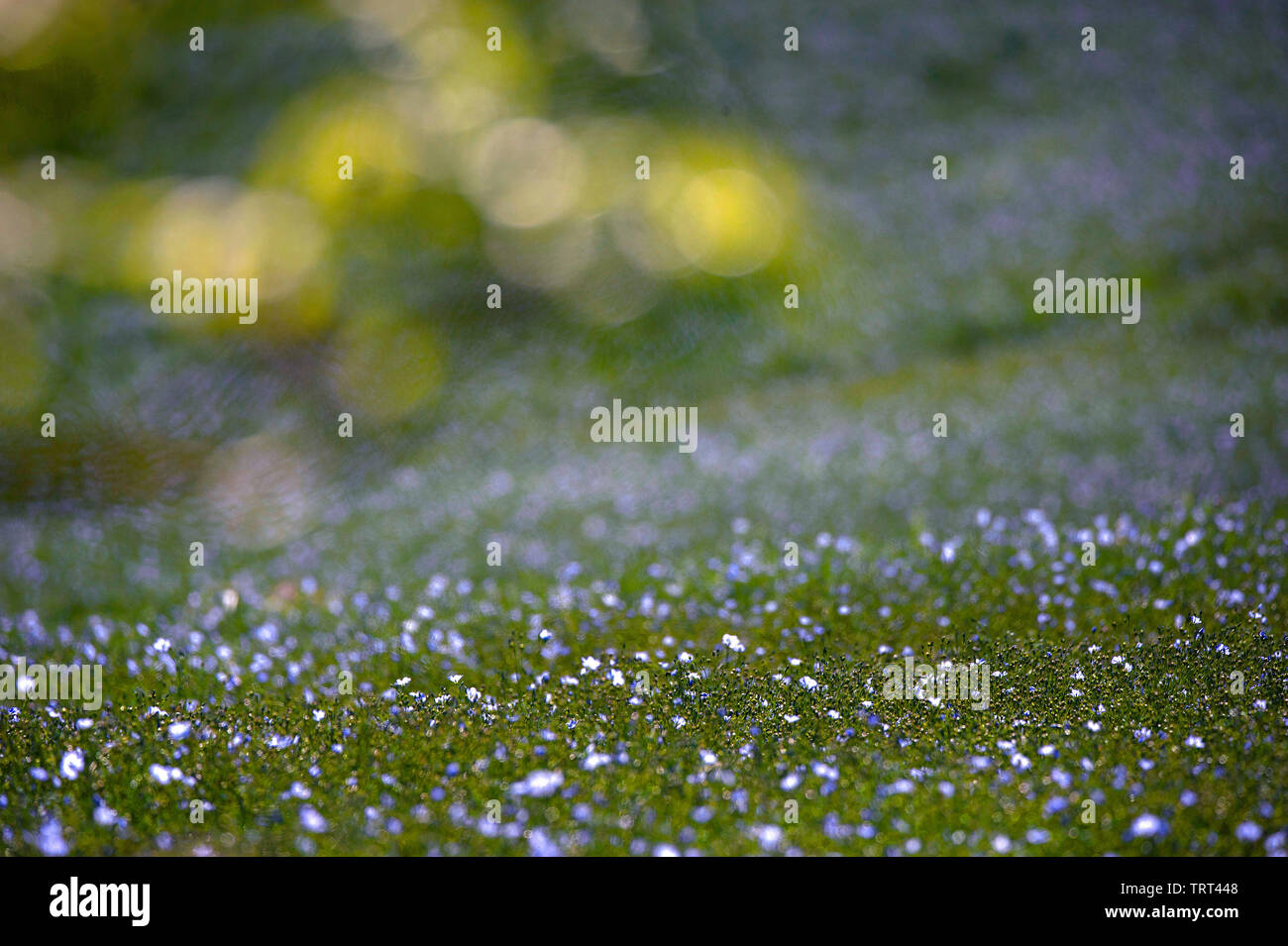Bereich der Flachs in der Nähe von Wallish Wände, Northumberland, England Stockfoto