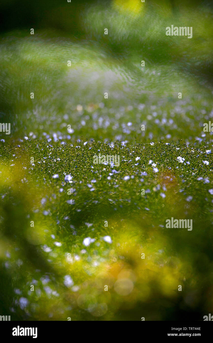 Bereich der Flachs in der Nähe von Wallish Wände, Northumberland, England Stockfoto