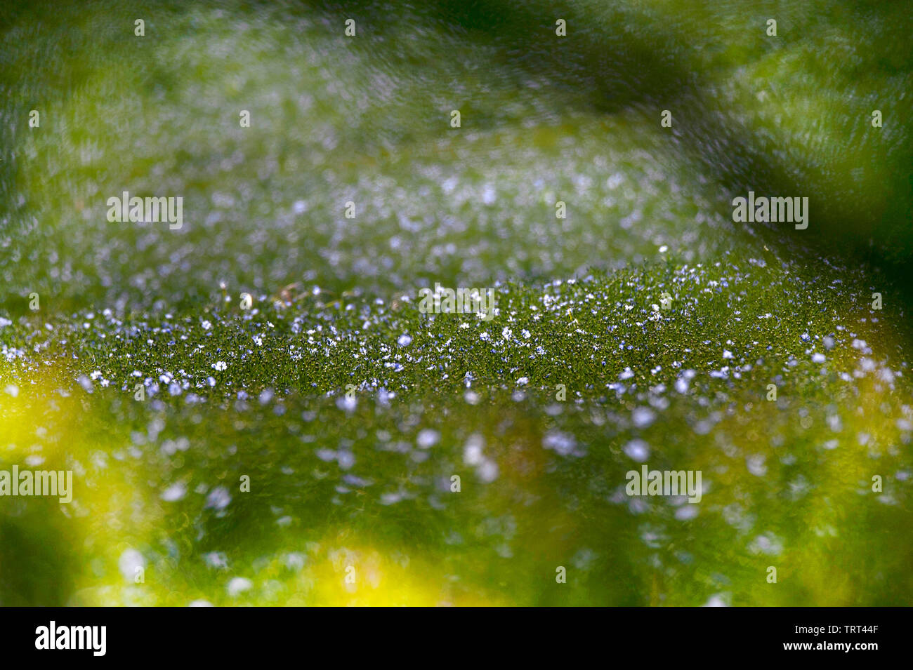 Bereich der Flachs in der Nähe von Wallish Wände, Northumberland, England Stockfoto