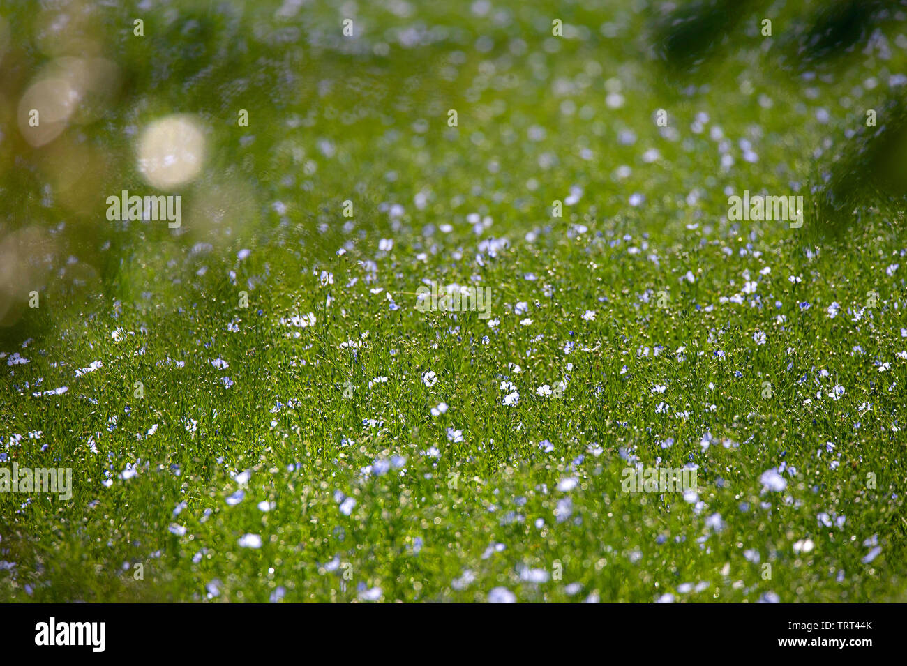 Bereich der Flachs in der Nähe von Wallish Wände, Northumberland, England Stockfoto
