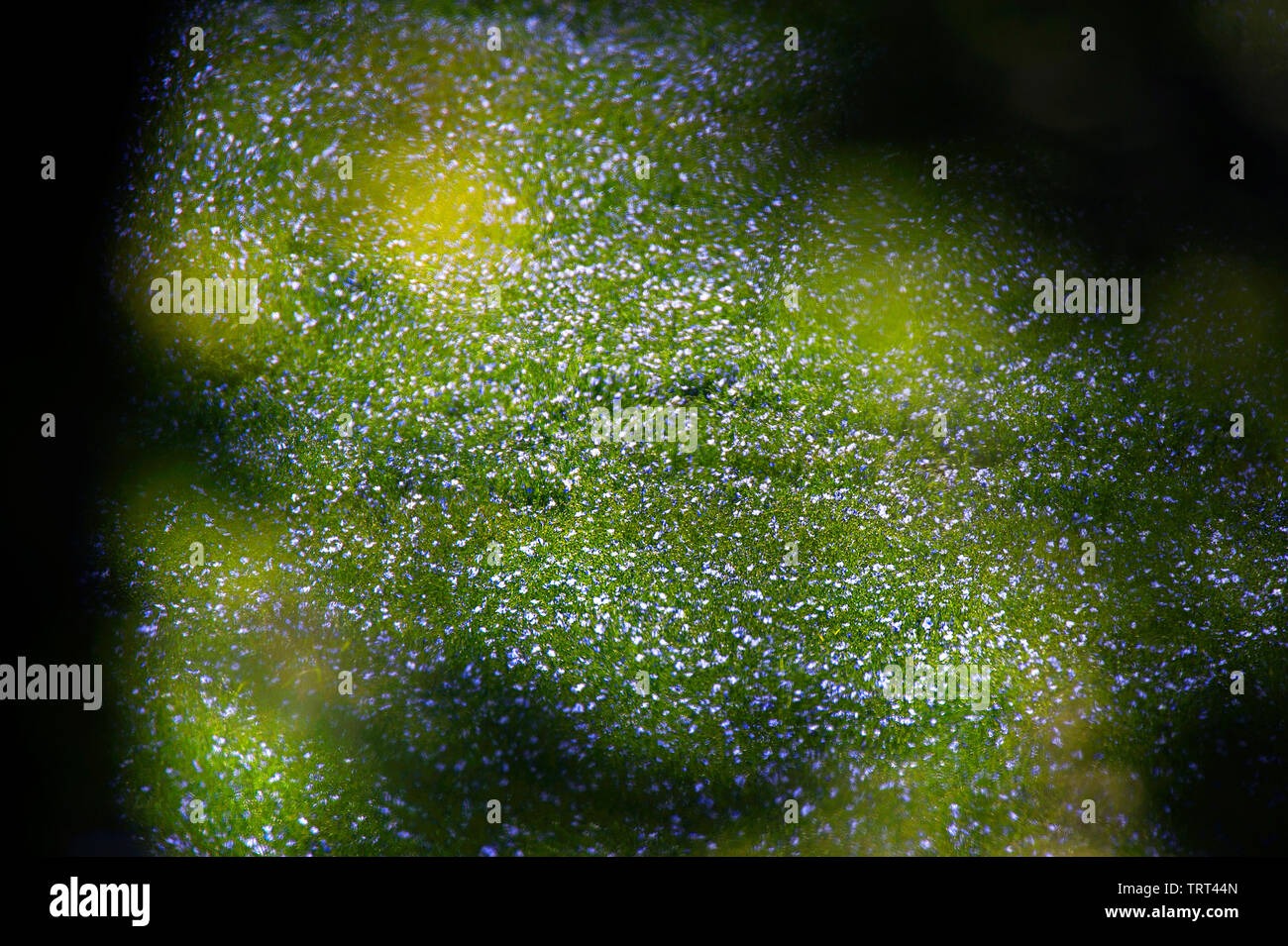 Bereich der Flachs in der Nähe von Wallish Wände, Northumberland, England Stockfoto