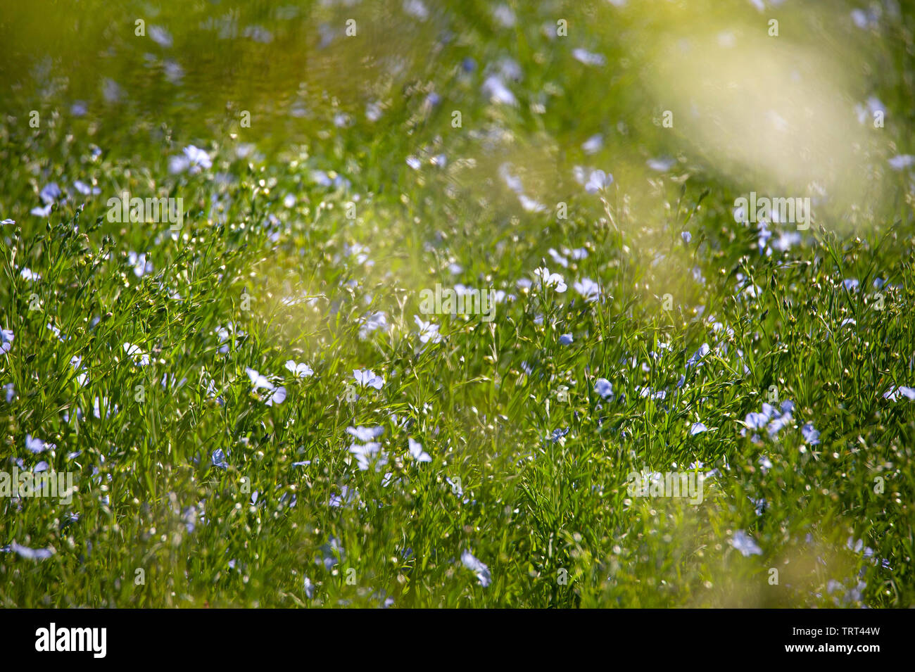 Bereich der Flachs in der Nähe von Wallish Wände, Northumberland, England Stockfoto