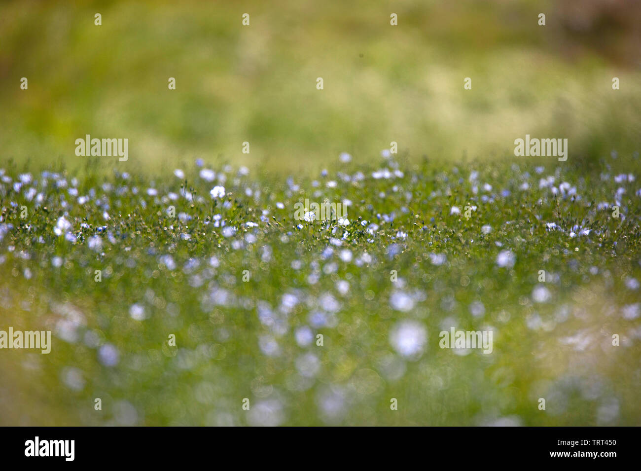 Bereich der Flachs in der Nähe von Wallish Wände, Northumberland, England Stockfoto