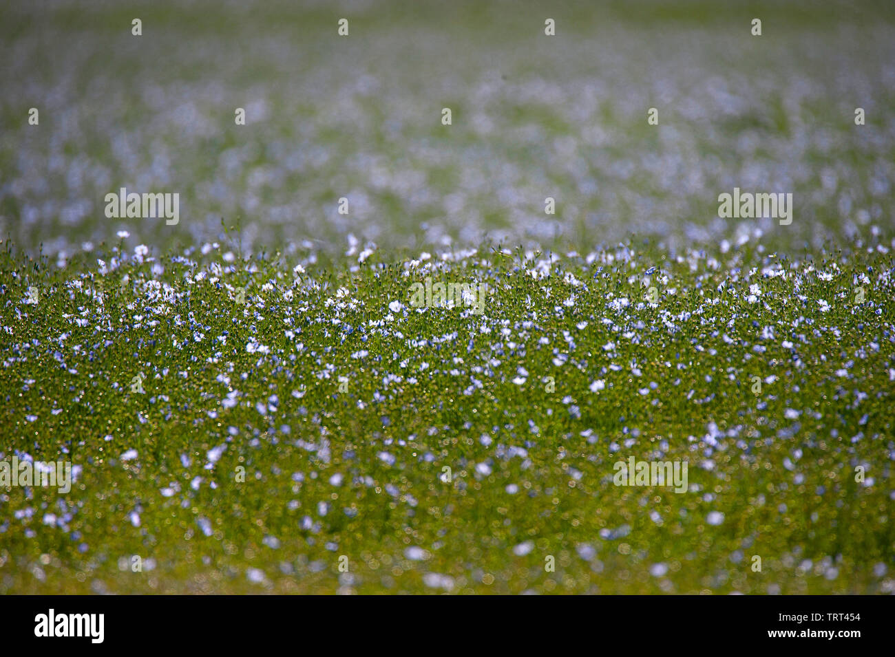 Bereich der Flachs in der Nähe von Wallish Wände, Northumberland, England Stockfoto