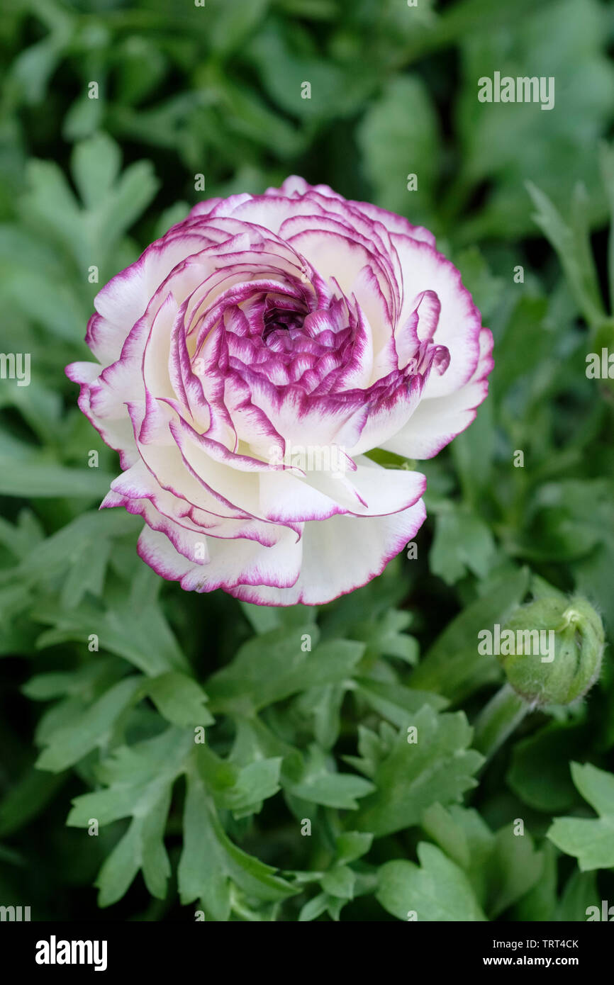 Nahaufnahme der einzelnen Blüte von Ranunculus Papiermache Vanilla Bicolor Medley Stockfoto