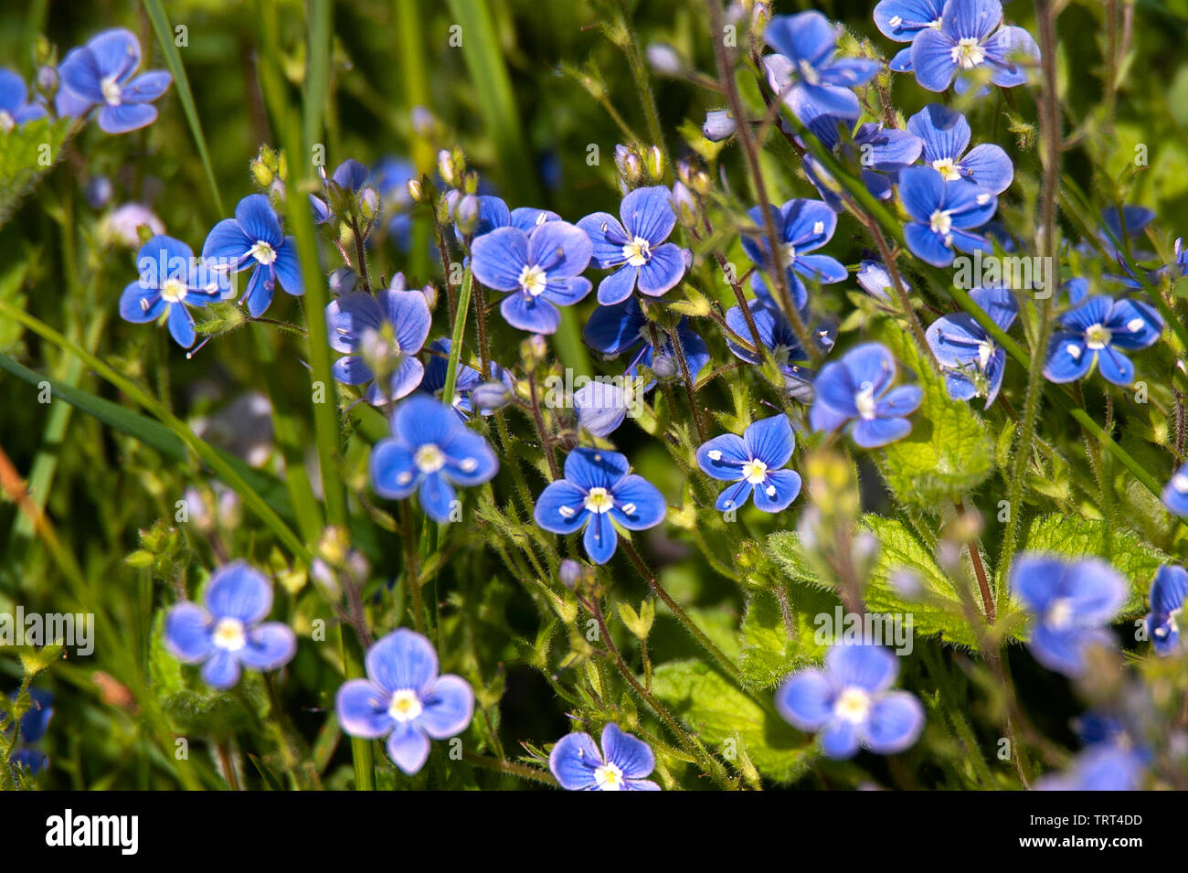 Germander Speedwell (Veronica chamaedrys) in Allensford Park, Northumberland, England Stockfoto
