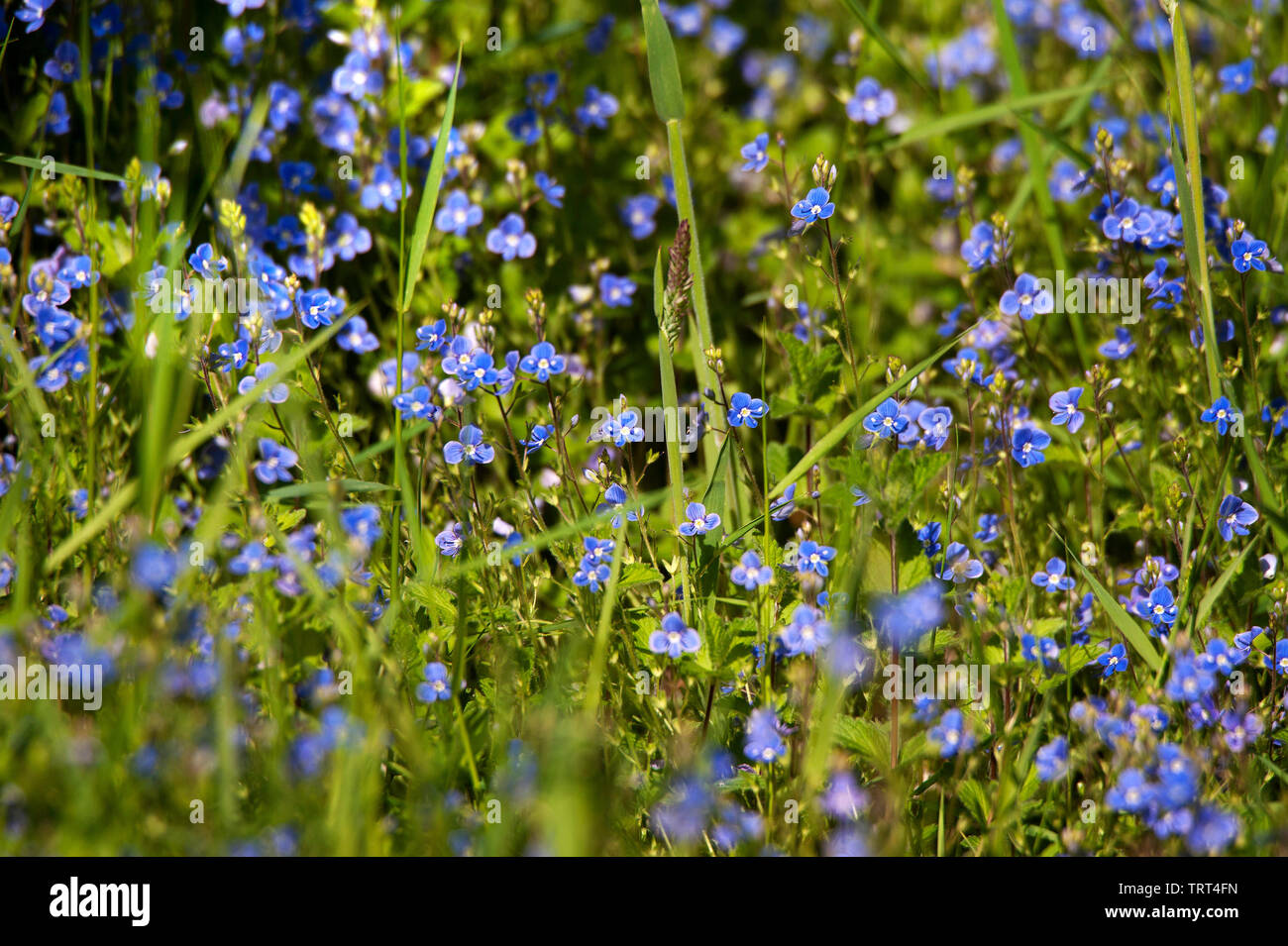 Germander Speedwell (Veronica chamaedrys) in Allensford Park, Northumberland, England Stockfoto
