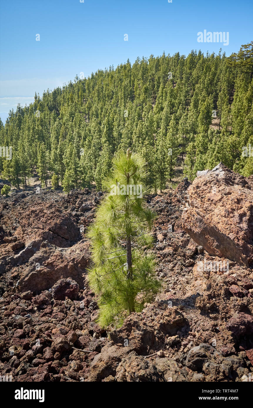 Kanarischen Kiefernwald im Nationalpark Teide, Teneriffa. Stockfoto