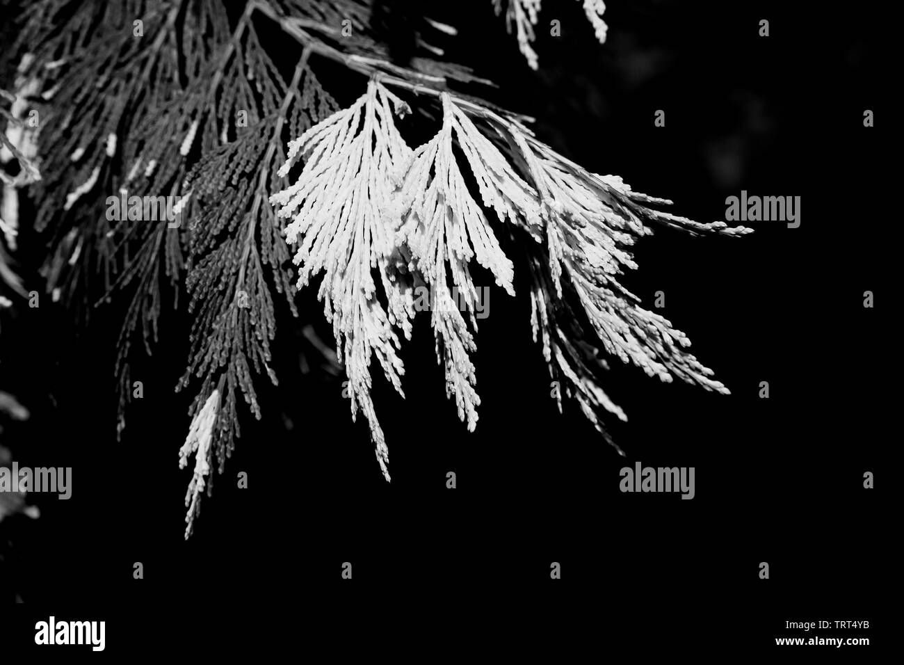 Blätter der Cypress Tree als Schwarz und Weiß Stockfoto