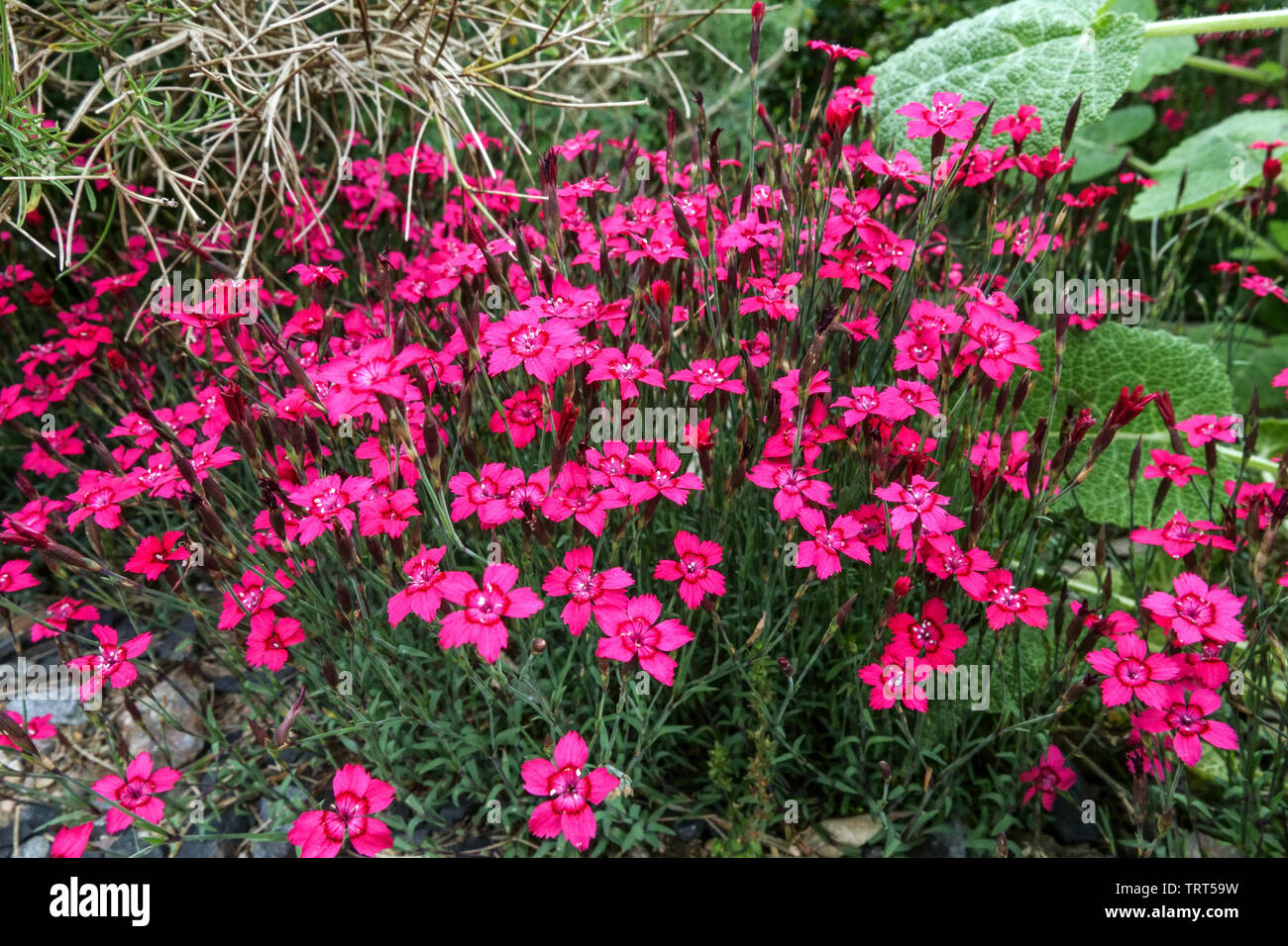 Cheddar rosa Dianthus gratianopolitanus 'Rubin' Rote Dianthus Blumen Dianthus Rubin mehrjährige Pflanzen blühende Gartenblumen Rock Garden Alpine Stockfoto