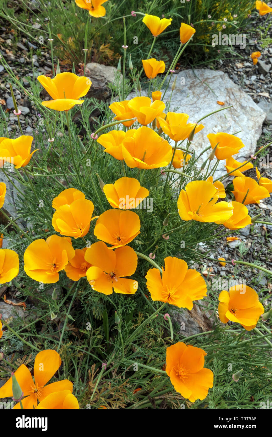 Kalifornische Mohnblumen Stein Stockfoto