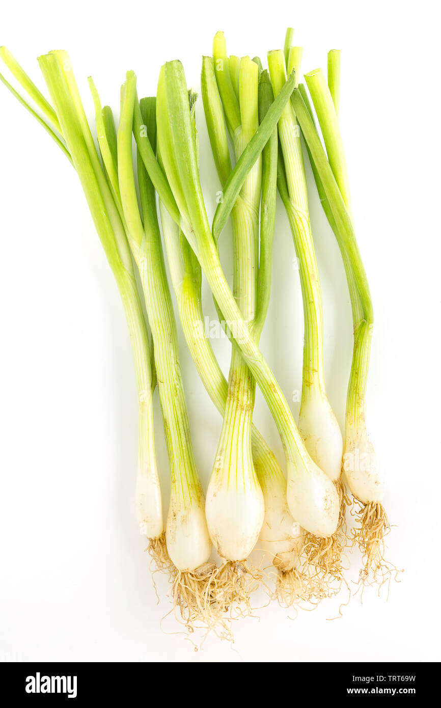 Frühlingszwiebeln auf Weiß Stockfoto