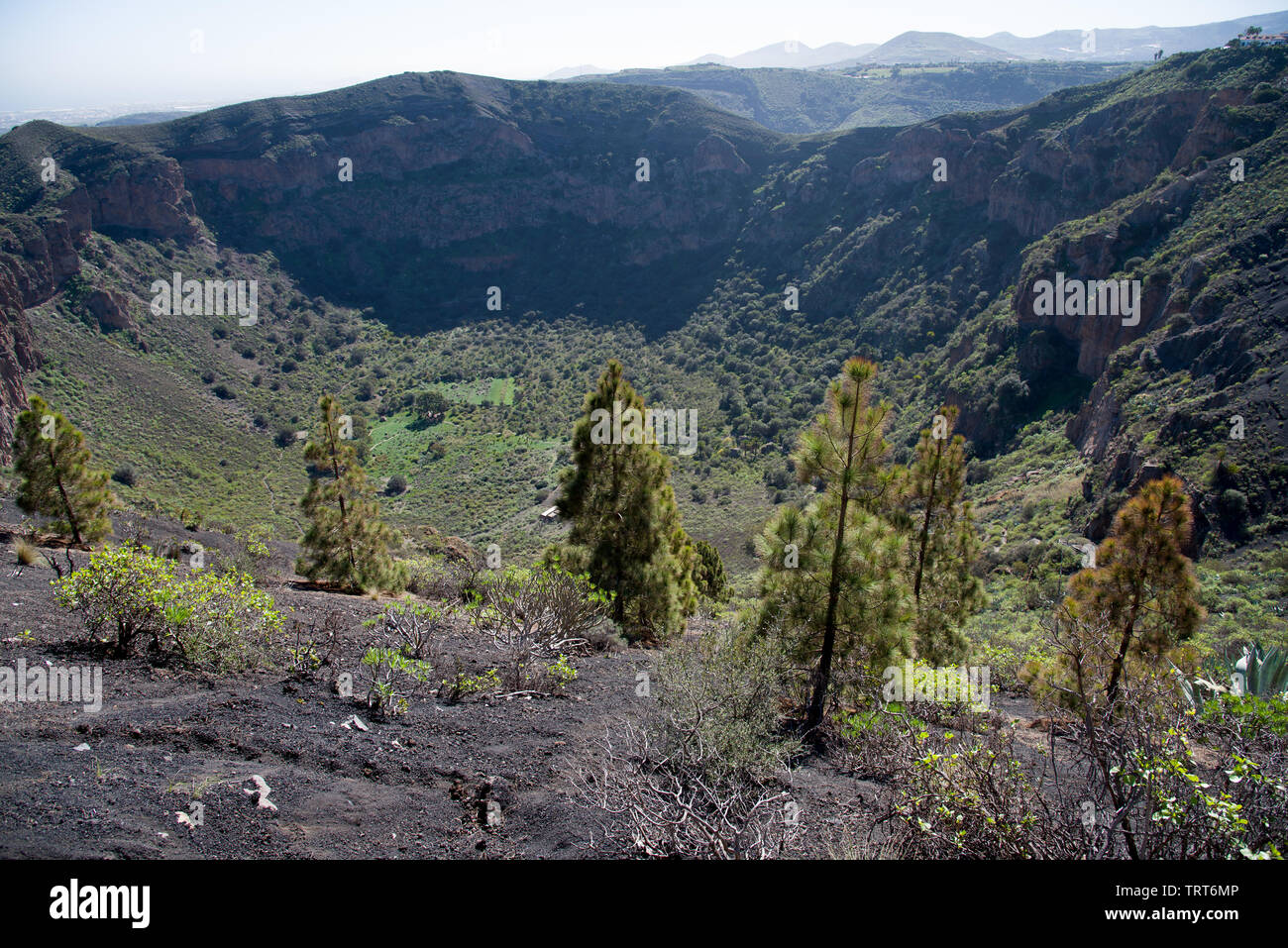 Die vulkanischen Krater 1000m im Durchmesser und 200 m Tiefe - Caldera de Bandama, Gran Canaria, Spanien Stockfoto