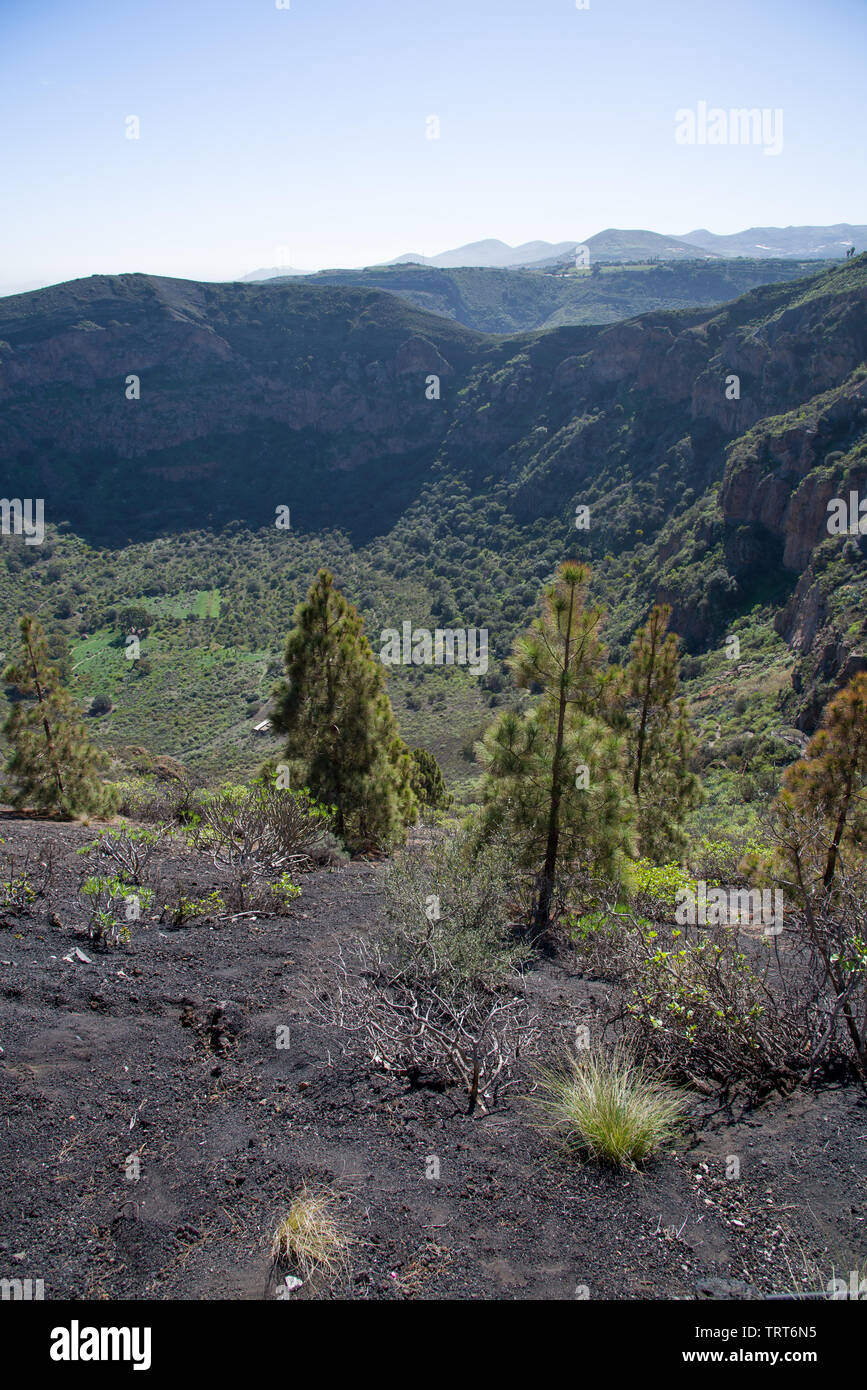 Die vulkanischen Krater 1000m im Durchmesser und 200 m Tiefe - Caldera de Bandama, Gran Canaria, Spanien Stockfoto