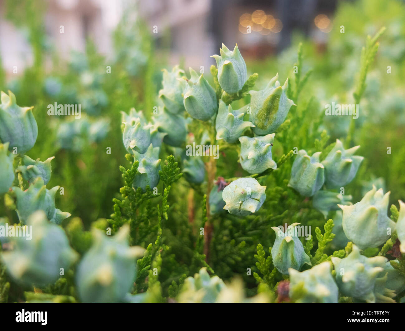 Platycladus orientalis. Chinesische thuja. Orientalischer Lebensbaum. Chinesische Lebensbaum. Stockfoto