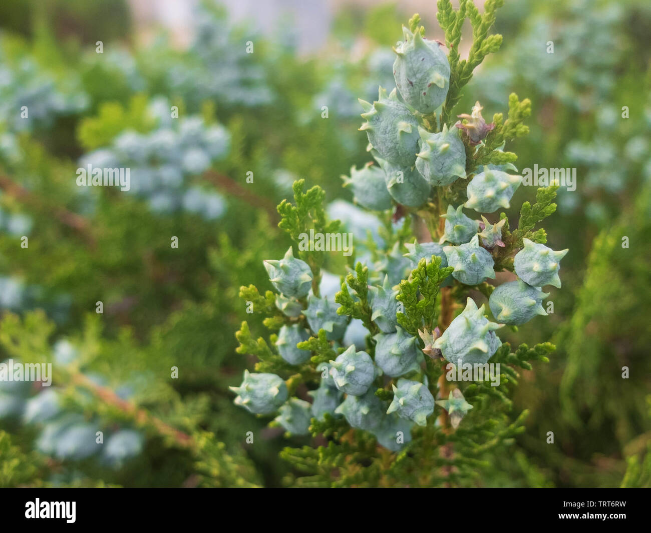 Platycladus orientalis. Chinesische thuja. Orientalischer Lebensbaum. Chinesische Lebensbaum. Stockfoto