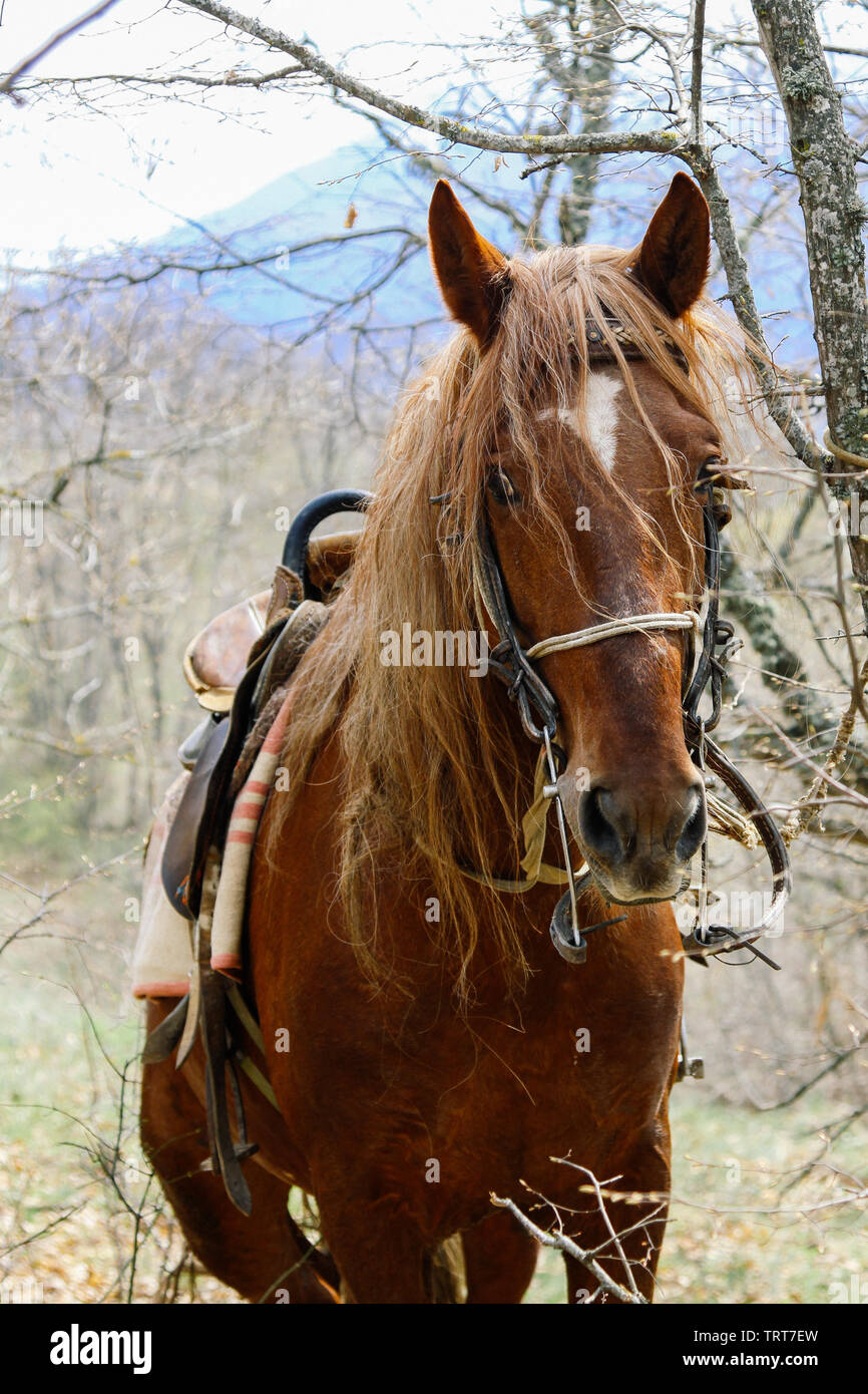 Porträt von einem roten Pferd in den Wald. Kopf Schüsse, in den Bergen in der Natur. Stockfoto