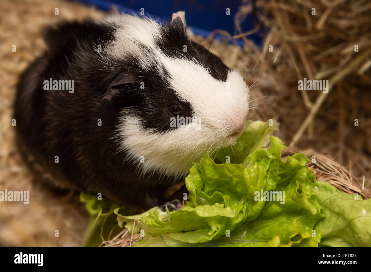 Kleinen niedlichen schwarzen und weißen Meerschweinchen Nahaufnahme Stockfoto