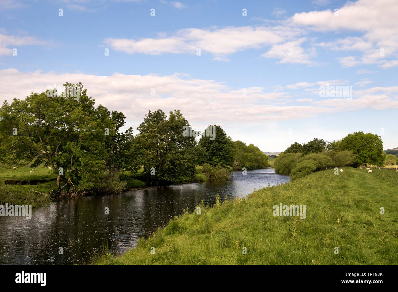 Fluß Ure, Wensleydale, in der Nähe von Askrigg Stockfoto