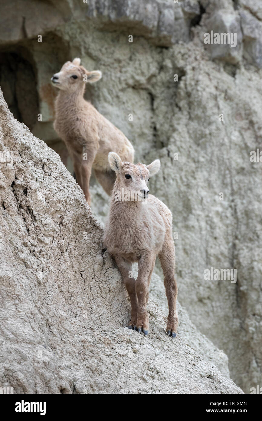 Bighorn Schafe (Ovis canadensis) Lämmer klettern Hügel, Badlands National Park, South Dakota, USA. Stockfoto