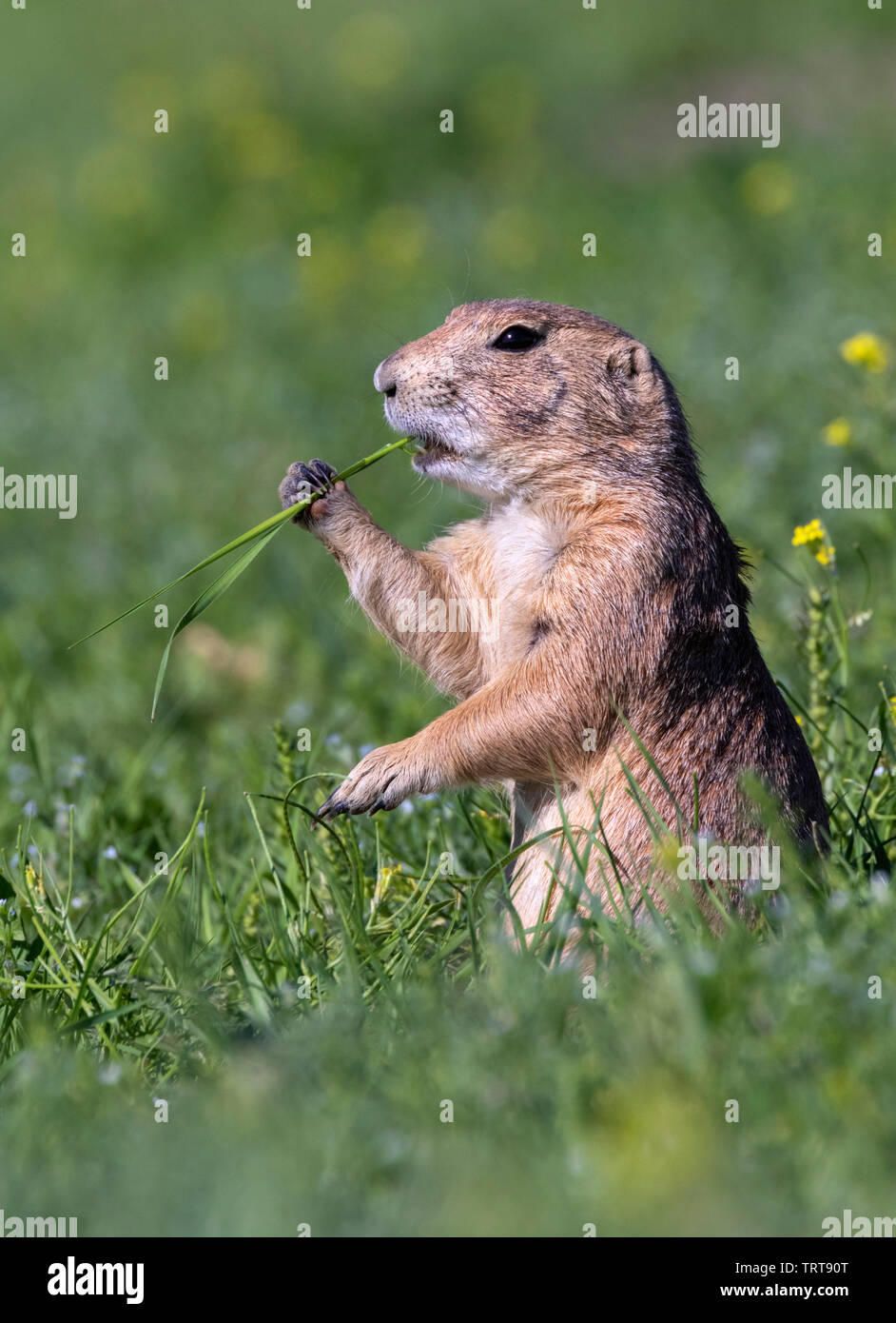 Schwarz-tailed prairie dog (Cynomys ludovicianus) essen Juicy frühling gras, Badlands National Park, South Dakota, USA. Stockfoto