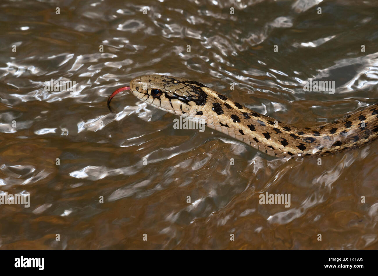 Western terrestrische Garter snake (Thamnophis elegans) Schwimmen in einem Wald stream, Black Hills National Forest, South Dakota, USA. Stockfoto