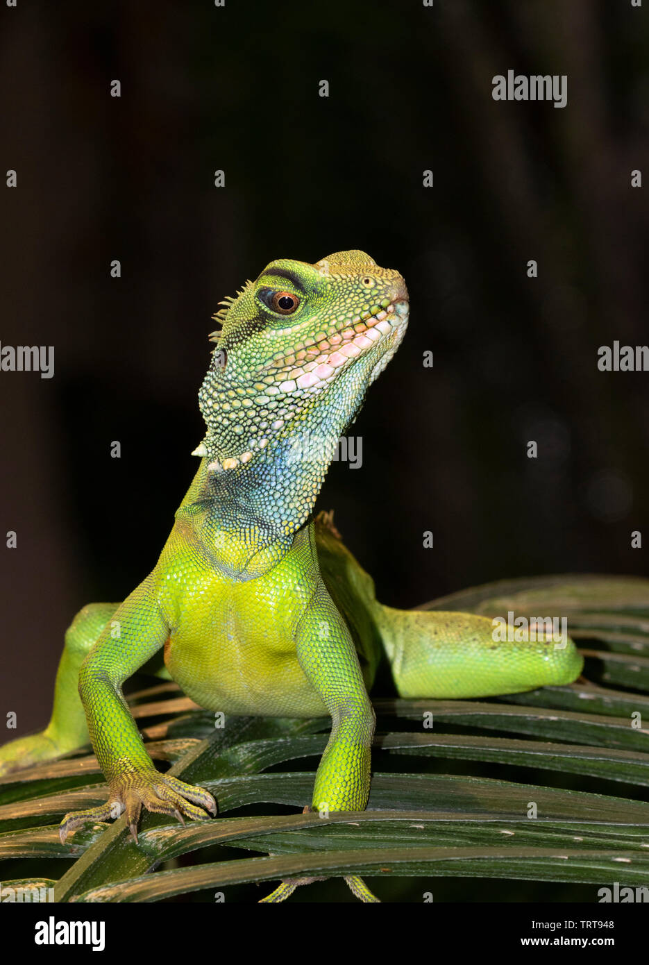 Chinese Water Dragon (Physignathus cocincinus) Porträt, Captive (Beheimatet in Südostasien) Stockfoto