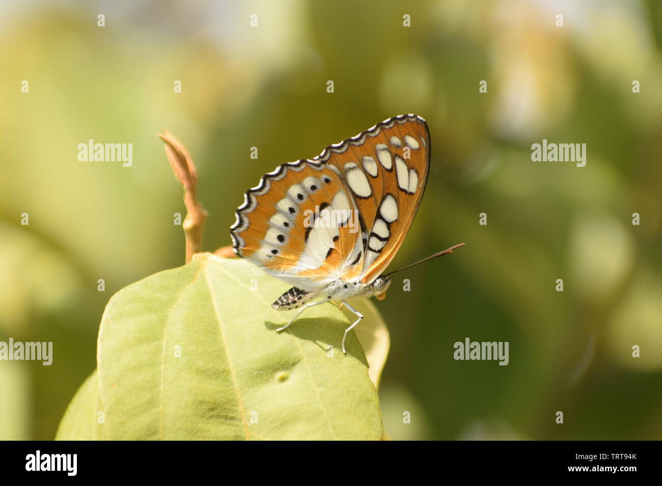 Bild von schönen indischen roten Admiral Schmetterling ( vanessa indica ) Stockfoto
