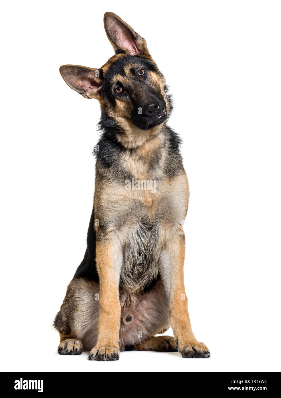 Deutscher Schäferhund vor weißem Hintergrund sitzen Stockfoto