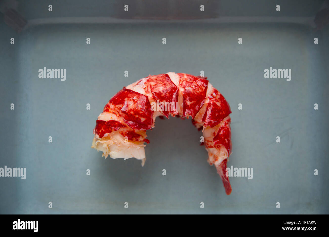 Die gekochten Heck eines gekochten Hummer Homarus gammarus, mit der Shell entfernt. Von einem Hummer in einem Topf im Englischen Kanal gefangen. Displ Stockfoto