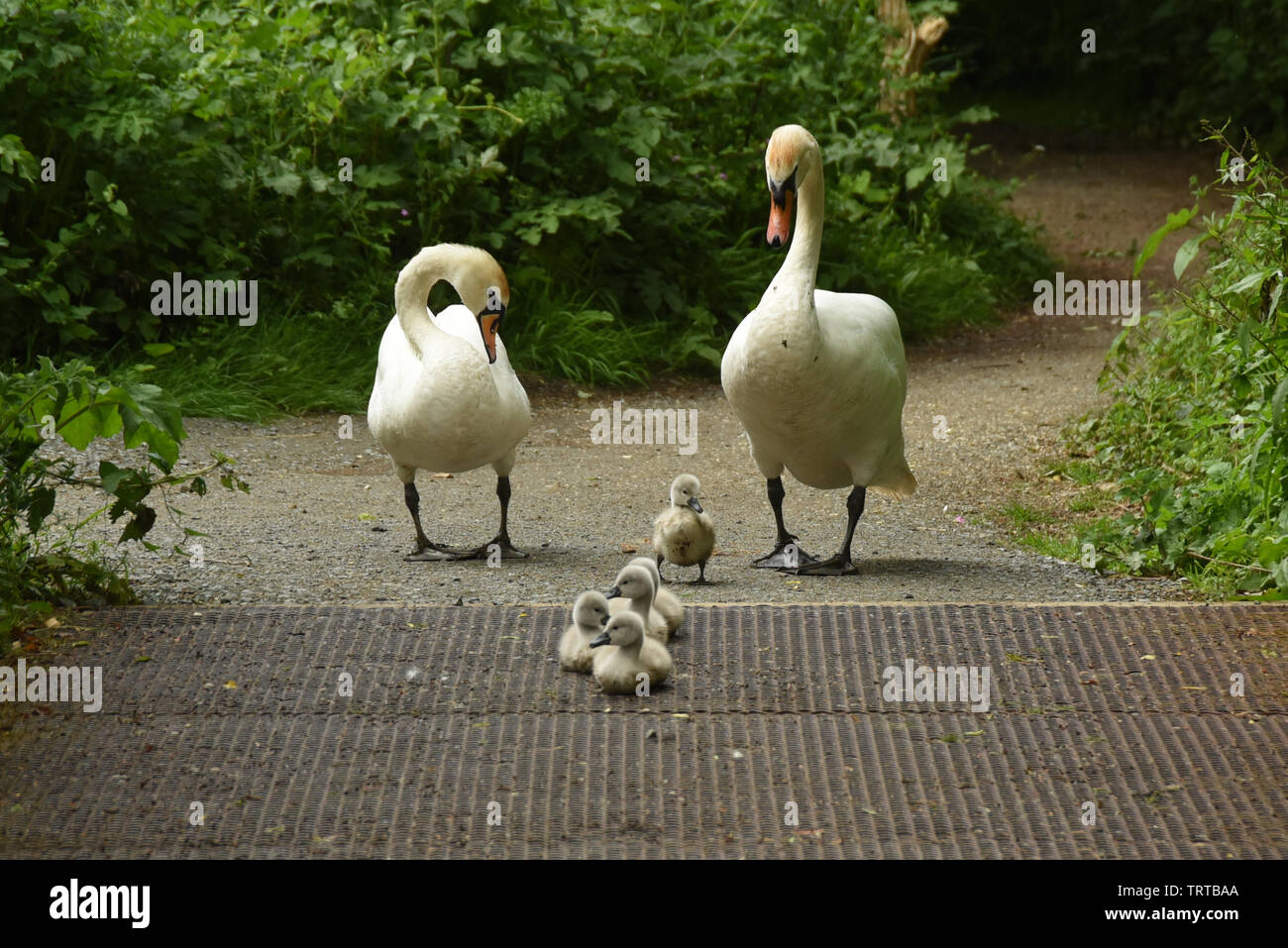 Schwäne und signets Für einen Spaziergang Stockfoto