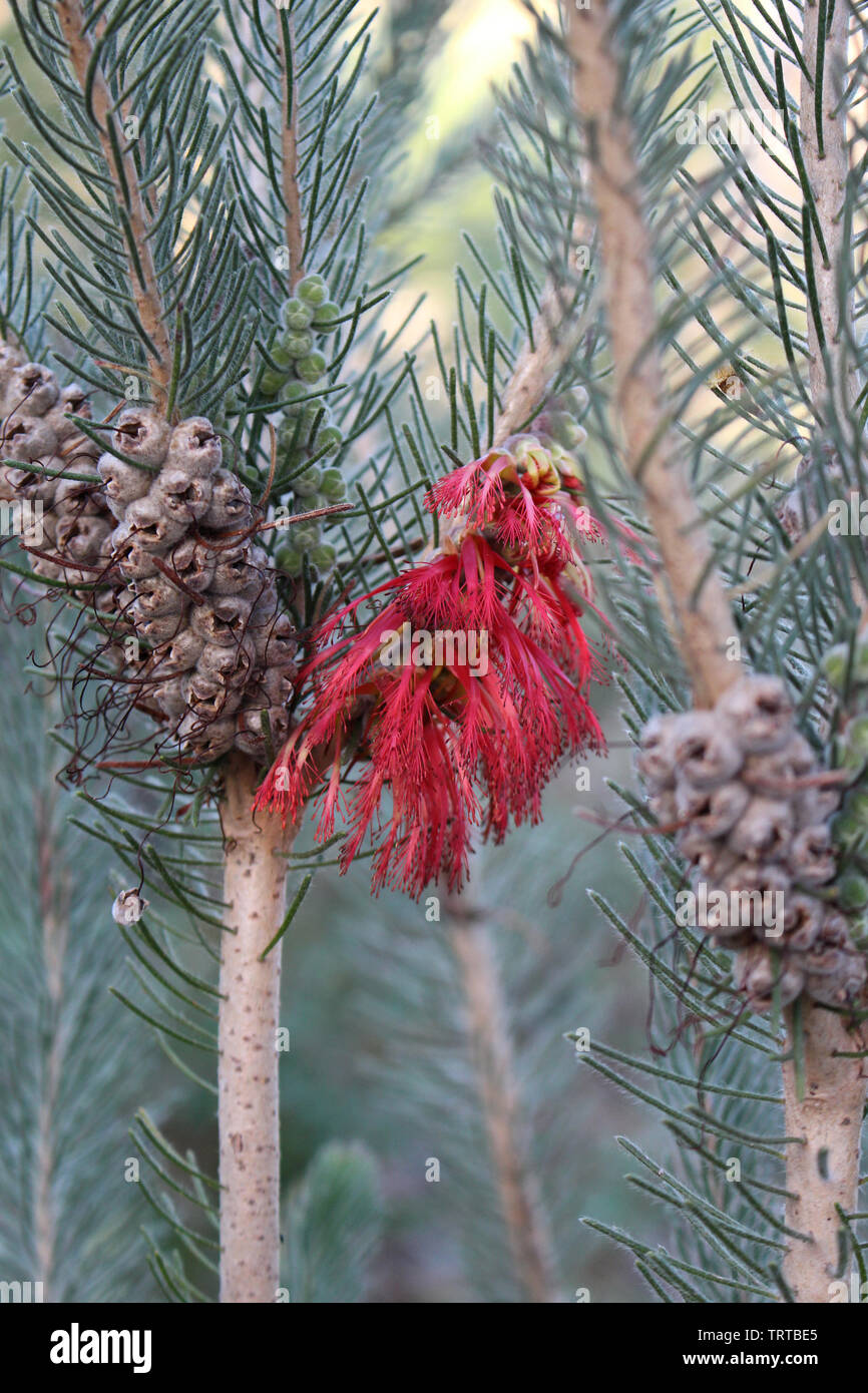 Einseitige Flaschenbürste (Calothamnus quadrifidus) mit Blütenstand und Früchten. Australische Pflanze. Stockfoto