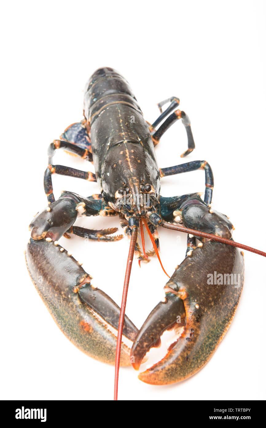 Ein Leben Hummer Homarus gammarus, dass in einem Lobster Pot im Englischen Kanal gefangen wurde, fotografiert auf einem weißen Hintergrund. Hummer haben eine Lar Stockfoto